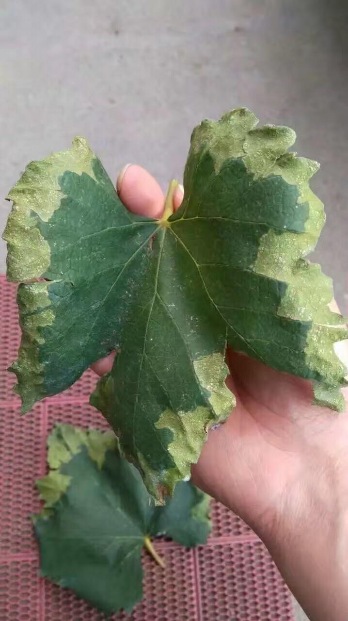 张宝印治什么病,葡萄青枯病最好的治疗方法