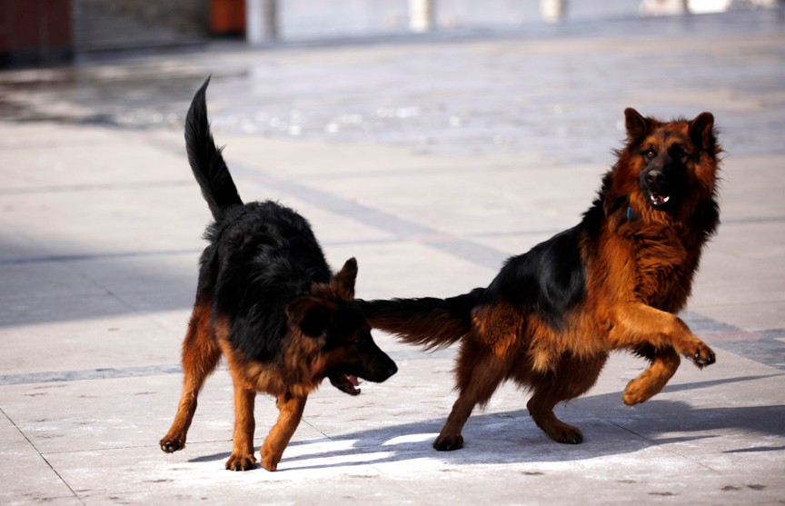 东德牧羊犬和德国牧羊犬有区别吗,牧羊犬详细介绍