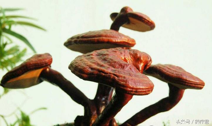 不死神药,不死灵丹