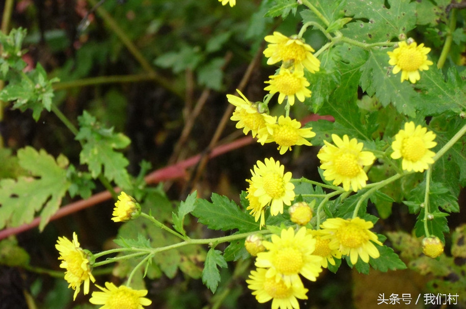 野菊花七彩菊花,野菊花观赏