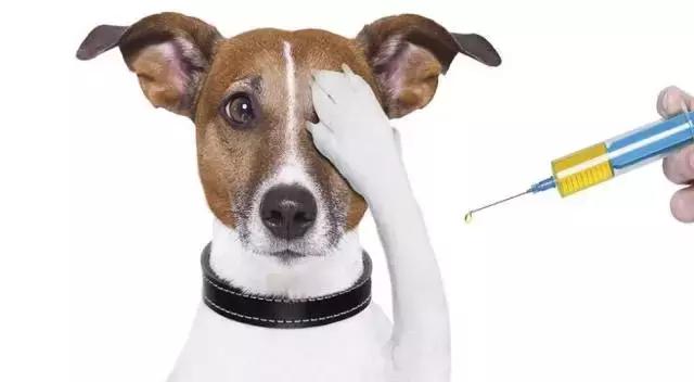 怀孕的狗狗一直哀嚎,怀孕狗狗反常焦躁走来走去还哼唧