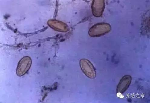 最全羊寄生虫病图谱及治疗处方（珍藏版）？