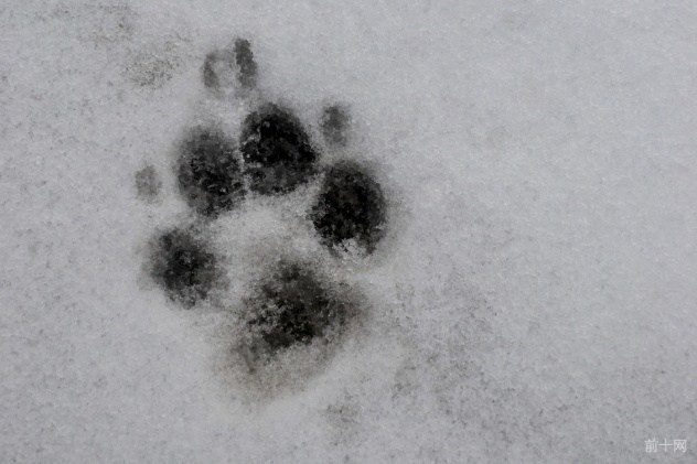 英格兰犬的故事,英格兰故事