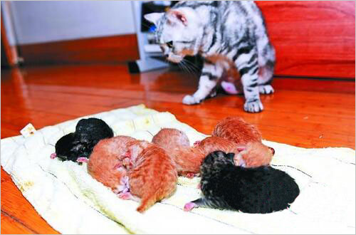 剖腹产的猫不给幼猫喂奶怎么办,母猫生产后不咬脐带和胎盘