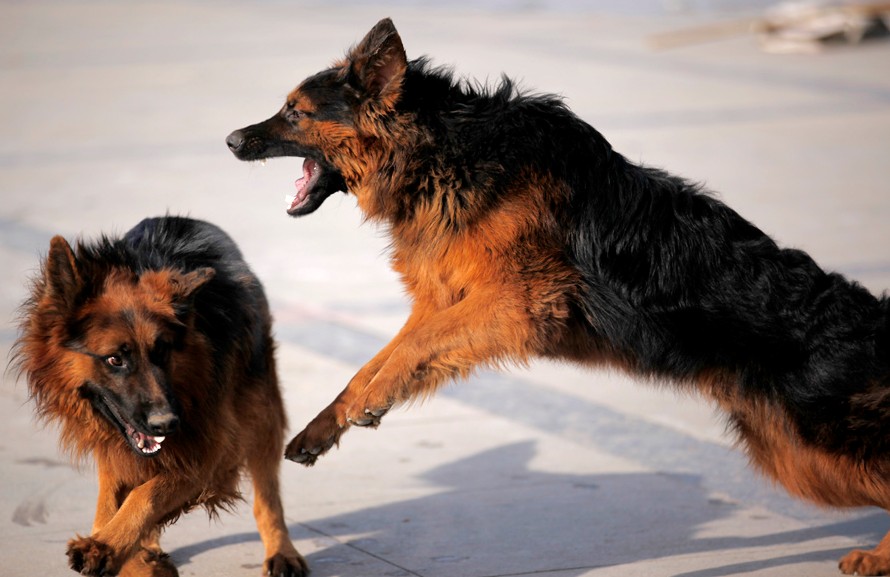 东德牧羊犬和德国牧羊犬有区别吗,牧羊犬详细介绍