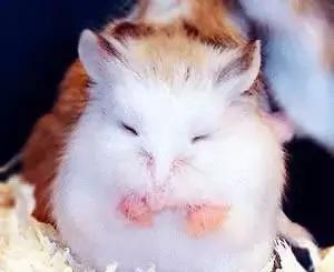 学生*党**白领的最爱小小仓鼠总有你不知道的秘密