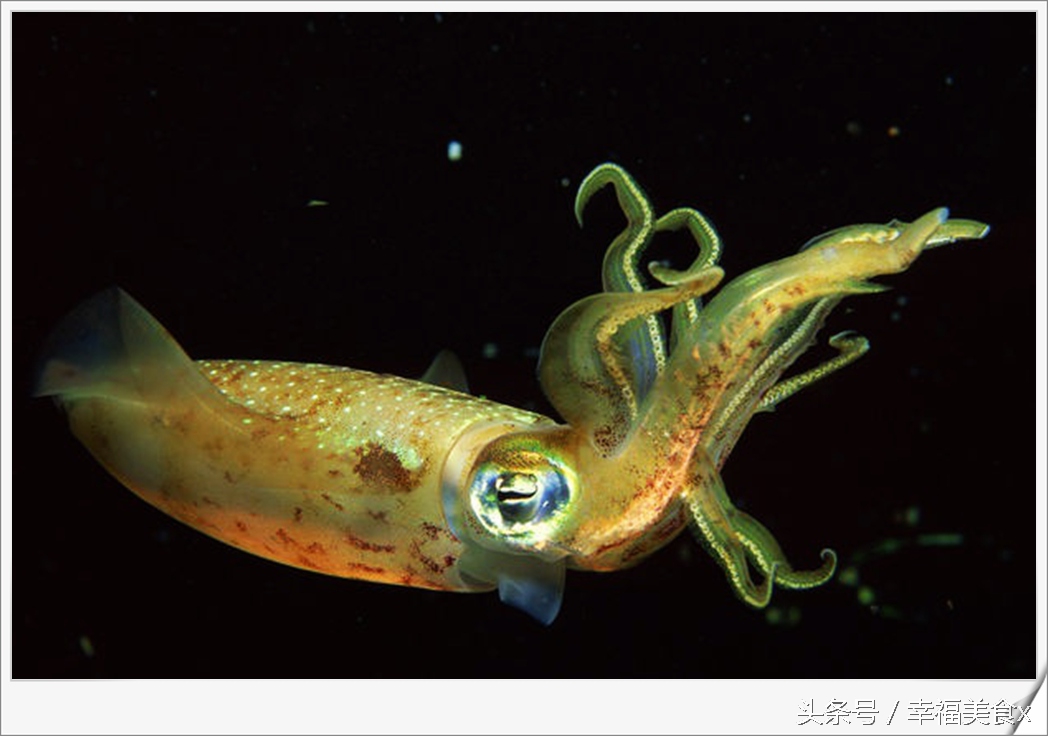 开海后去海边看的第一波海鲜,开海季鲅鱼带鱼