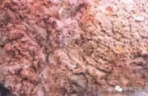 最全羊寄生虫病图谱及治疗处方（珍藏版）？