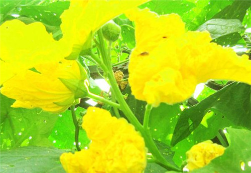 苦丝瓜和发苦的丝瓜有什么区别,丝瓜的妙用有哪些图片