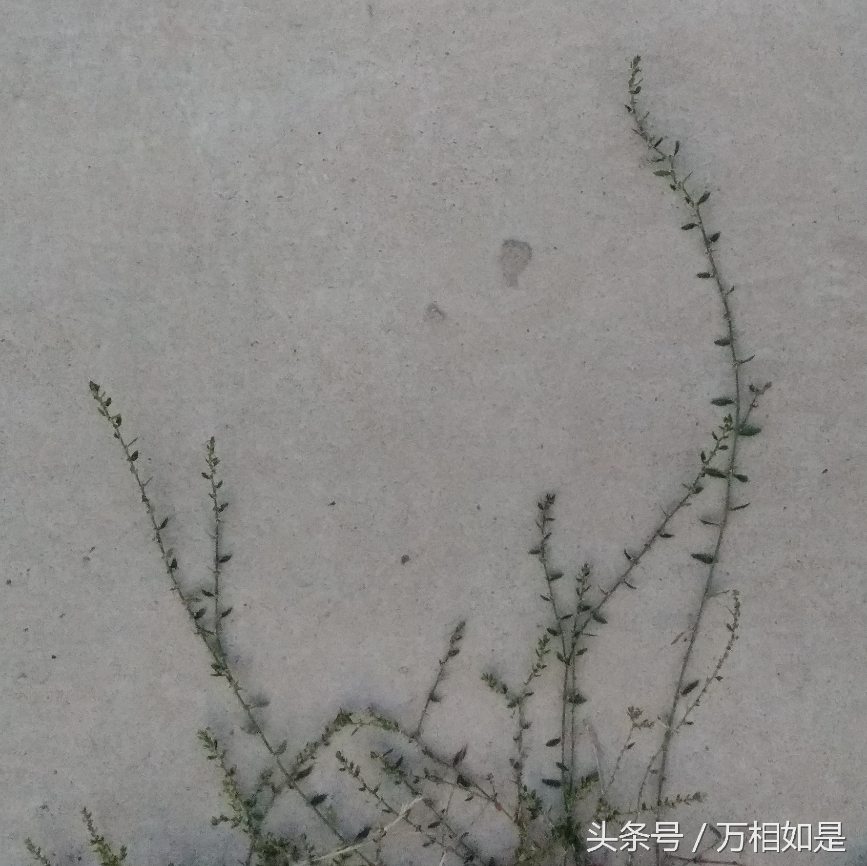 墙草布景,墙草属植物