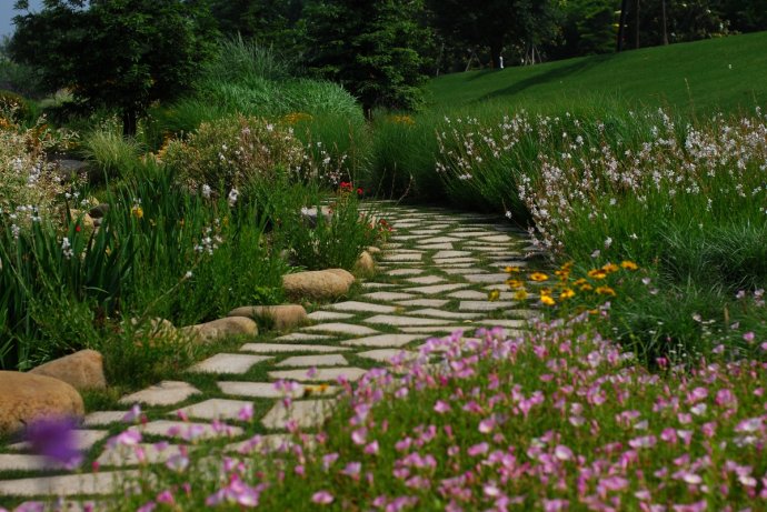 辰山植物园旱溪花境,上海辰山植物园珍稀植物