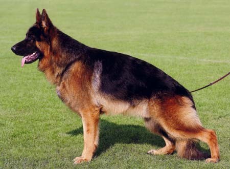 各个国家的土狗图片,20个国家土狗图片