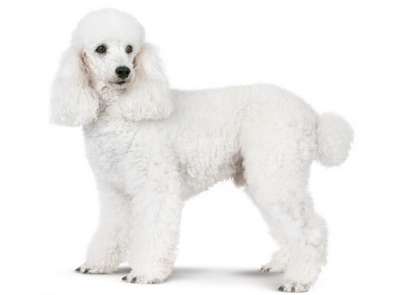 各个国家的土狗图片,20个国家土狗图片