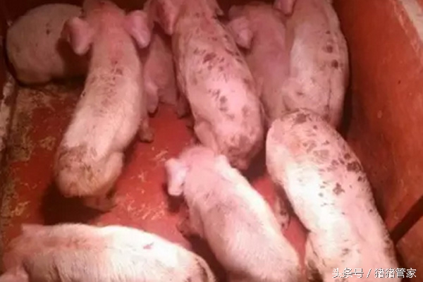 哺乳仔猪反复腹泻怎么治,夏天哺乳仔猪受寒腹泻治疗用药