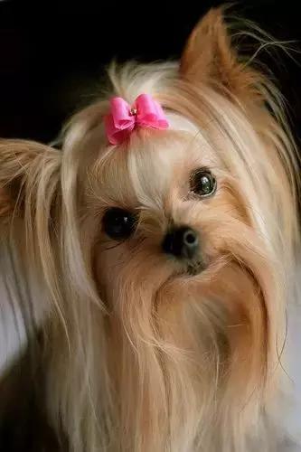 公开课|似梗非梗——约克夏