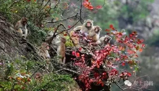 爱旅游的宜昌人不一定知道，出行用它据说能省好几千元！