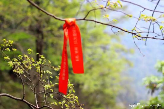 漫游天目山,探幽天目山森林之旅