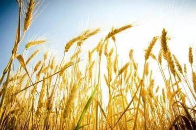 看完这本书，我不会吃饭了II《谷物大脑》