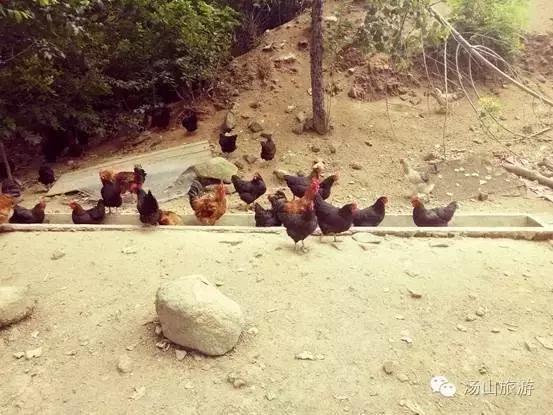 天气这么好，一起来汤山钓鱼、骑马、吃鹿肉、看鳄鱼吧！