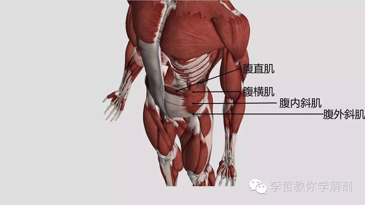 腰痛腹横肌痛,腹壁肌疼痛症状