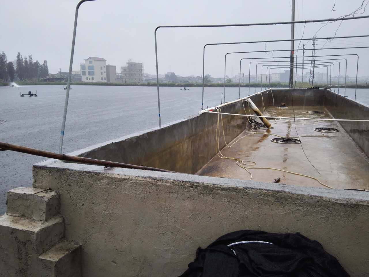 新思路新探索新模式,新模式水产养殖鱼苗