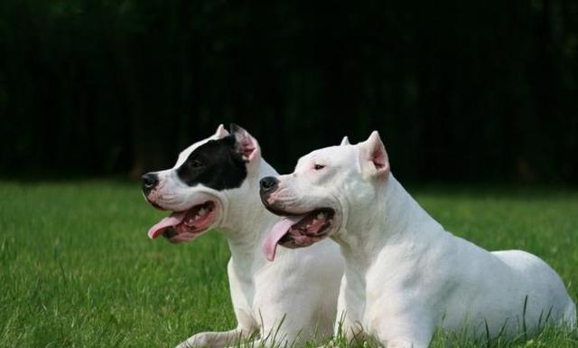 各个国家的土狗图片,20个国家土狗图片