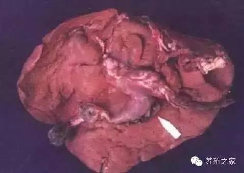 最全羊寄生虫病图谱及治疗处方（珍藏版）？