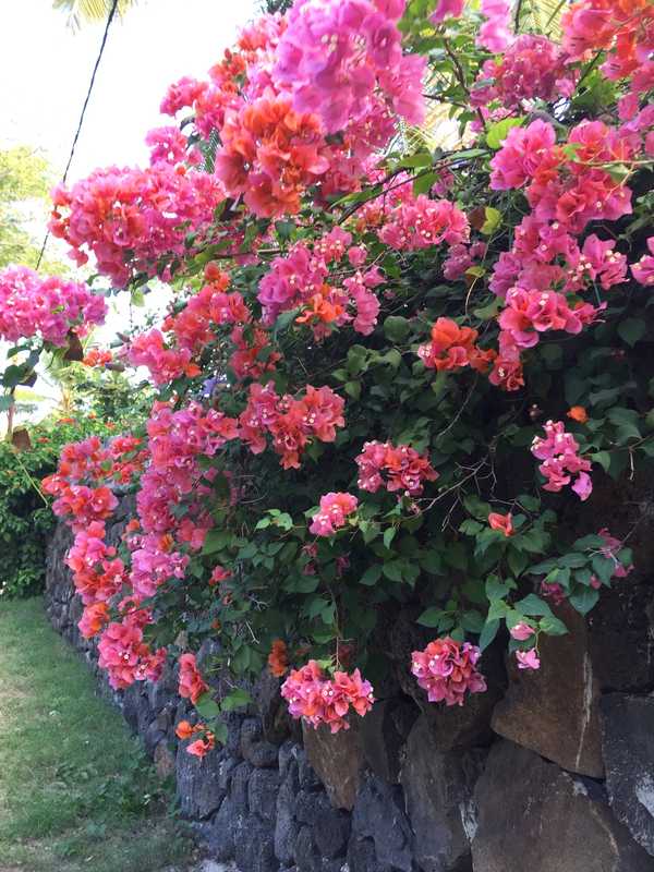 印度洋中的蜜月胜地毛里求斯,毛里求斯旅行的天堂