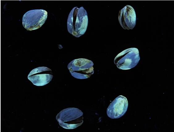 陶朗Detox领先技术有效减少黄曲霉毒素危害