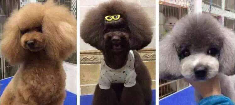 成都到底有好时尚？看下这些宠物你就晓得了