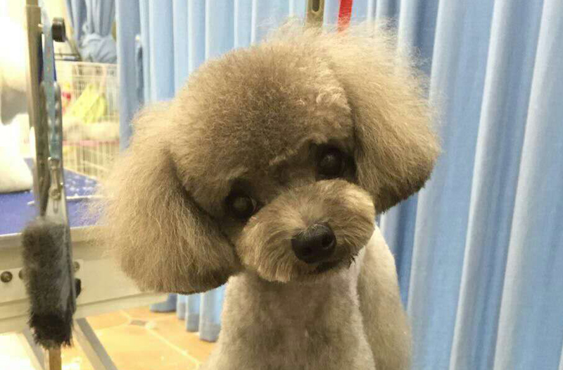 成都到底有好时尚？看下这些宠物你就晓得了