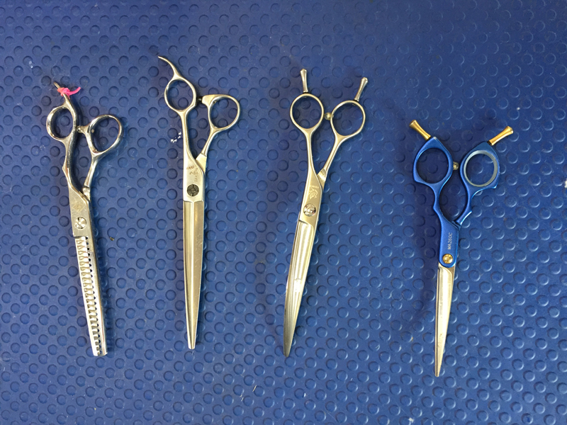 成都到底有好时尚？看下这些宠物你就晓得了