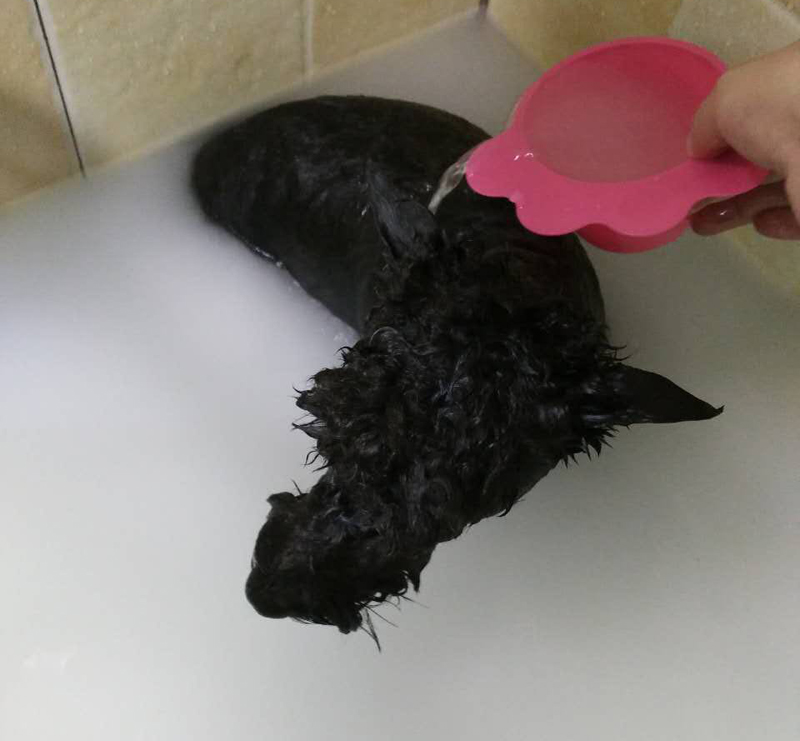 成都到底有好时尚？看下这些宠物你就晓得了