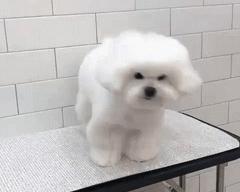 大风天要不要带娃出门,大风天带比熊出门