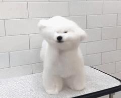 大风天要不要带娃出门,大风天带比熊出门