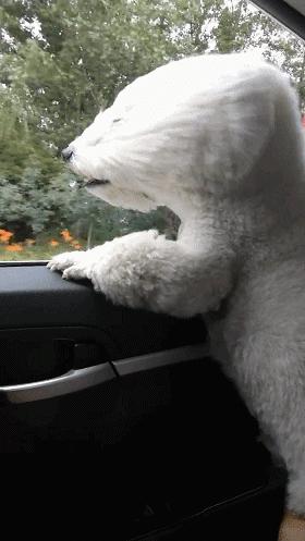 大风天要不要带娃出门,大风天带比熊出门