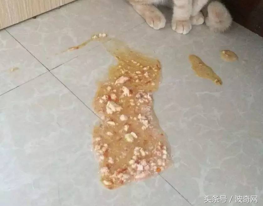 猫咪呕吐怎么判断是猫粮的问题,猫咪呕吐如何确定是猫粮问题