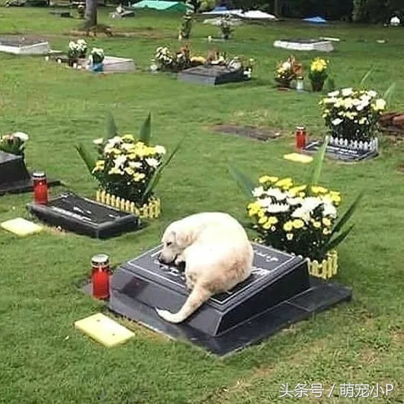 狗狗突然绝食精神不好什么原因,狗狗突然暴瘦不吃东西没精神