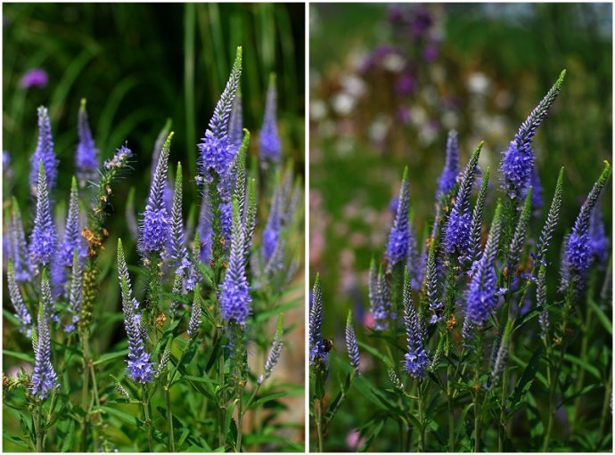 辰山植物园旱溪花境,上海辰山植物园珍稀植物