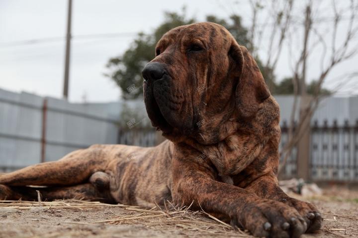 各个国家的土狗图片,20个国家土狗图片