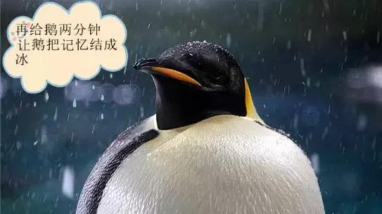 你以为他们在喂企鹅，其实他们在练腹肌