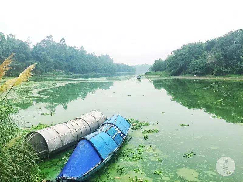 你以为的自贡实际上的自贡,自贡菜又辣又咸