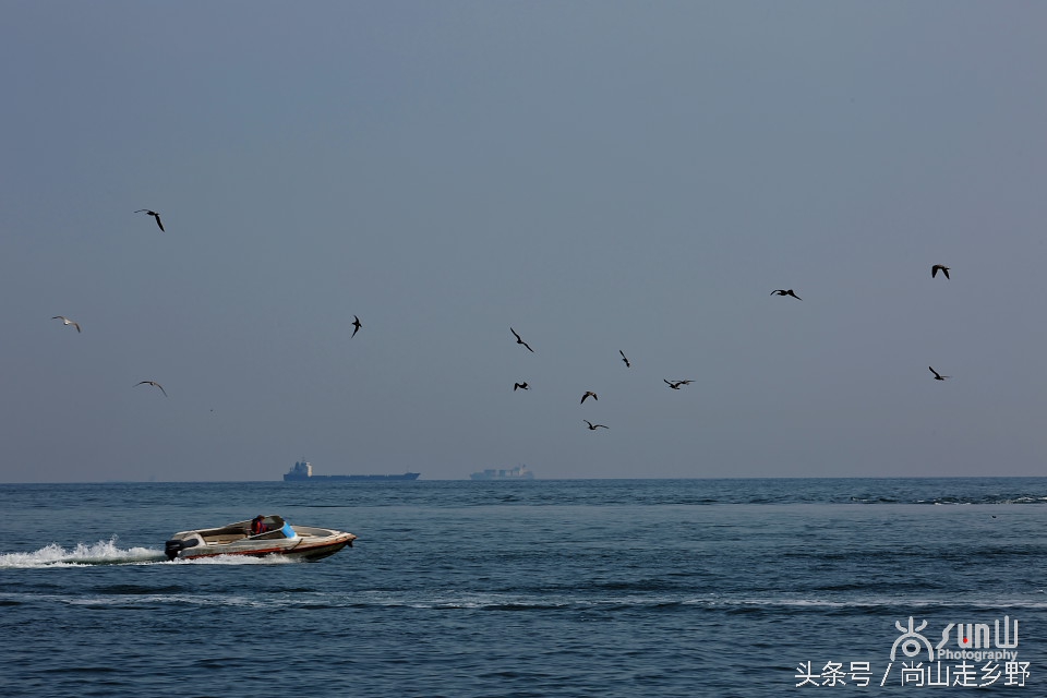 这座没有居民的小岛，是海鸥的王国，为何却叫海驴岛？