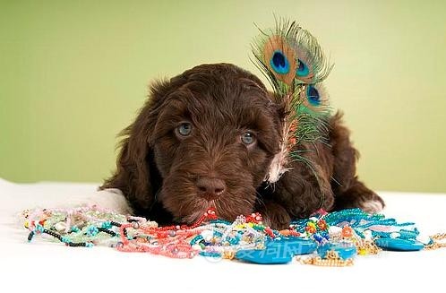 各个国家的土狗图片,20个国家土狗图片