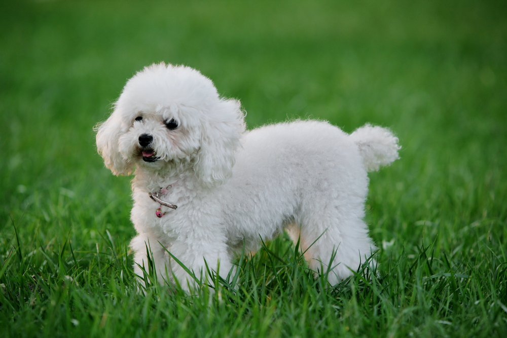 各个国家的土狗图片,20个国家土狗图片