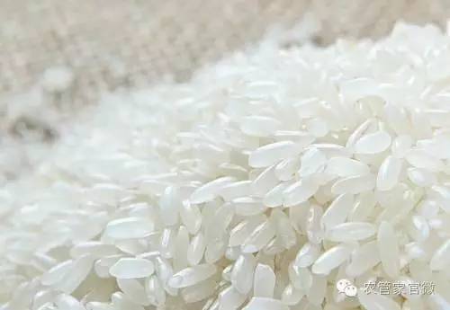 今年水稻价格如何,水稻价格回升