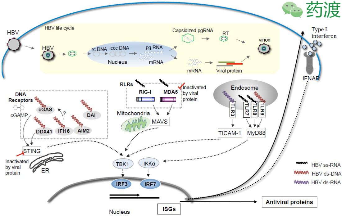 乙肝peg疗法,msc治疗乙肝