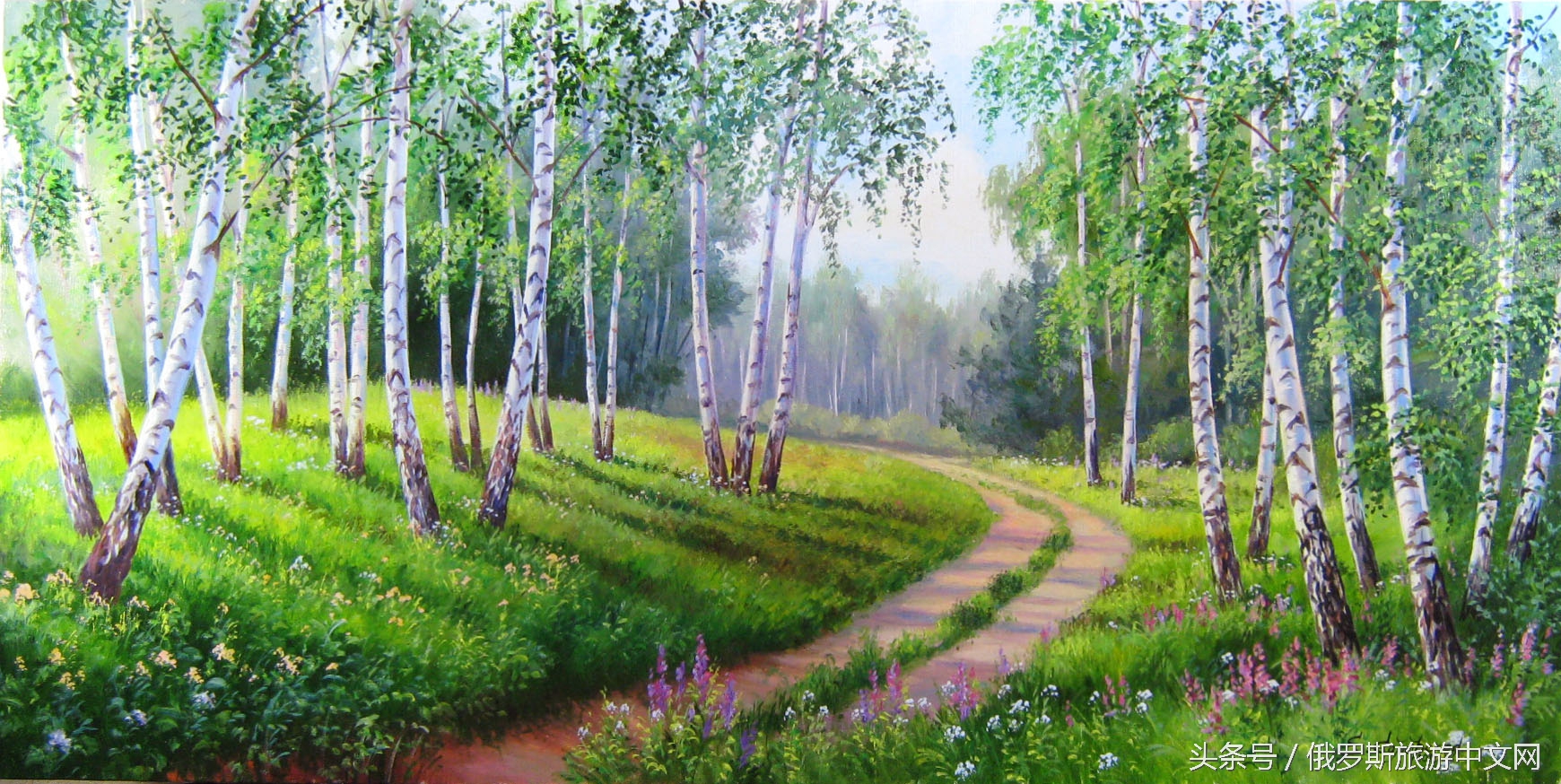 俄罗斯白桦林四季风情,俄罗斯白桦林树茸