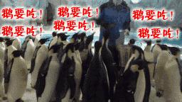 你以为他们在喂企鹅，其实他们在练腹肌