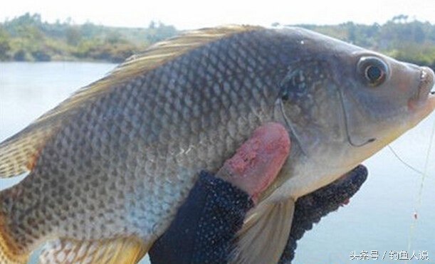 野钓罗非鱼饵料配方大全,野钓罗非鱼最佳饵料配方大全